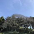 そば処山崎の写真_456971
