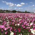 キリンビアファーム KIRIN BEER FARM BEER RESTAURANTの写真_457019