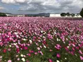 キリンビアファーム KIRIN BEER FARM BEER RESTAURANTの写真_457020