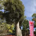 水田天満宮（恋木神社）の写真_457045