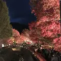 もみじ回廊の写真_457248