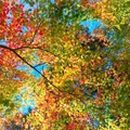 日本大正村の写真_457755