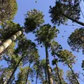 日本大正村の写真_457761