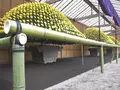 新宿御苑　菊花壇展の写真_458145