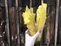 小江戸おさつ庵の写真_459463