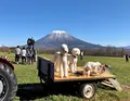 高橋牧場ニセコミルク工房の写真_462030