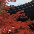 真如堂（真正極楽寺）の写真_462348
