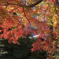 修善寺の写真_462849
