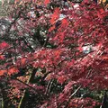 兼六園の写真_463084