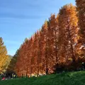 トーベ・ヤンソンあけぼの子どもの森公園の写真_463781