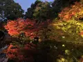 徳川園の写真_466482