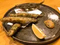 酒場きんぼしの写真_466777