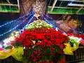 広島市植物公園の写真_471161