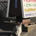 鍋田浜の写真_475730
