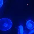 沖縄美ら海水族館の写真_478650