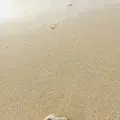 古宇利島の写真_483852