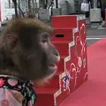 神田明神の写真_484441