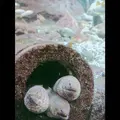 新江ノ島水族館の写真_485351
