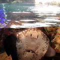 新江ノ島水族館の写真_485352