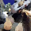 新江ノ島水族館の写真_485353