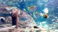 新江ノ島水族館の写真_485354