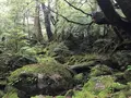 白谷雲水峡の写真_486490