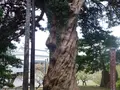 小田原城の写真_486810