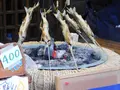 宮ヶ瀬湖畔園地の写真_486830