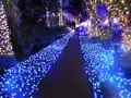 江の島シーキャンドルの写真_486850