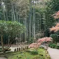 報国寺（竹寺）の写真_487562