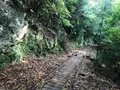 屋久杉の写真_487962