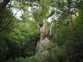 屋久杉の写真_487963