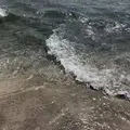 吉佐美大浜海水浴場の写真_489414