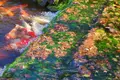 栗林公園の写真_490035