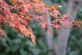 栗林公園の写真_490036