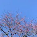 熱海梅園の写真_490407