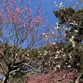 熱海梅園の写真_490408