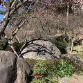 熱海梅園の写真_490409