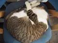 ウミネコ商店の写真_490422