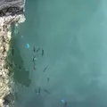 那智勝浦町の写真_490661