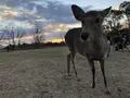 奈良公園の写真_490790
