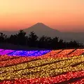 マザー牧場の写真_493471