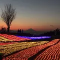 マザー牧場の写真_493472