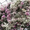 嬉野温泉の写真_502654