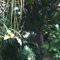 安富祖の写真_503913