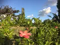安富祖の写真_503914