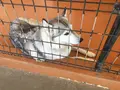 世界の名犬牧場の写真_505184
