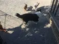 世界の名犬牧場の写真_505185