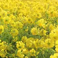第1なぎさ公園の写真_512884