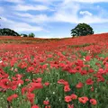天空のポピーの写真_513922